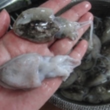 稚アオリイカのさばきかた レシピ 作り方 By あとぶー 楽天レシピ 稚アオリイカのさばきかた レシピ 作り方 By あとぶー 楽天レシピ